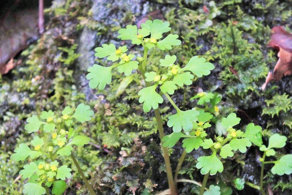 こちらも春に見ごろを迎える「タチネコノメ」