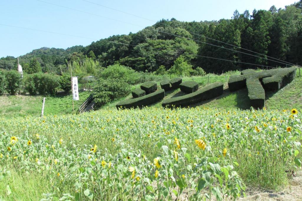 たくさんの花が付きました