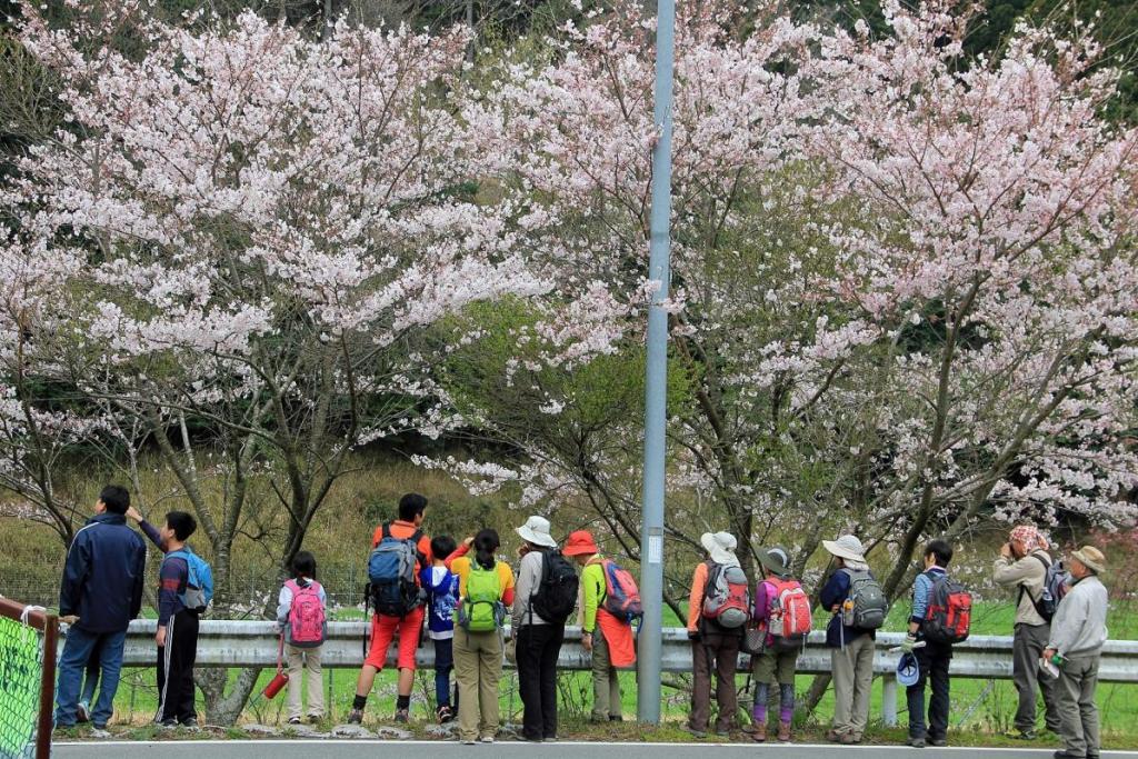 鳥川沿いのサクラも楽しめます