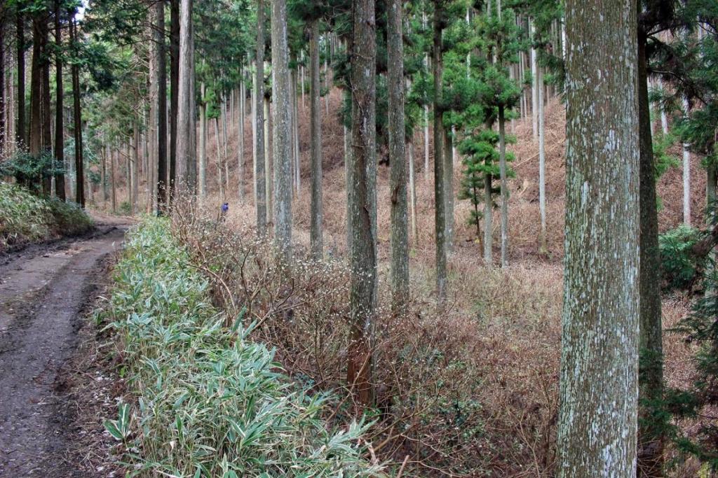 今年の3月15日に撮影しました