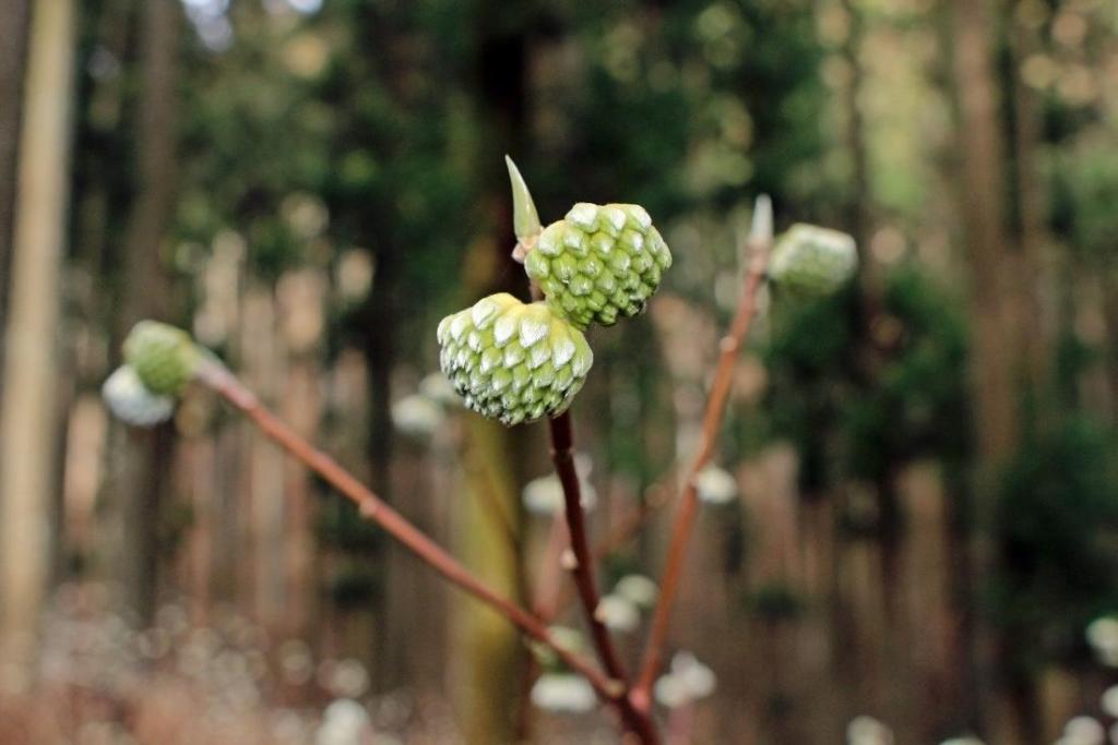 まだつぼみの段階。開花が待ち遠しい！