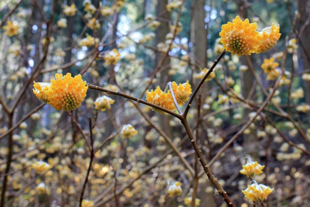 開花するとこうなります