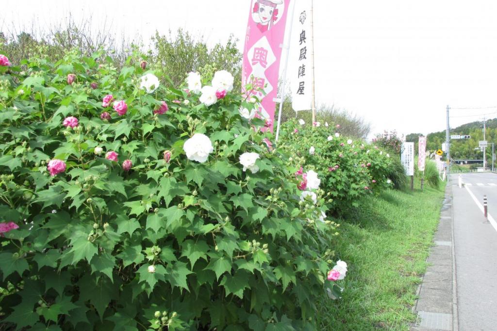 酔芙蓉は道路沿いに咲いています。