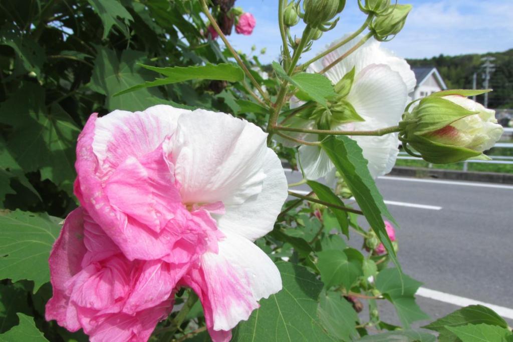 獅子頭は八重にしか咲きません（多分）。