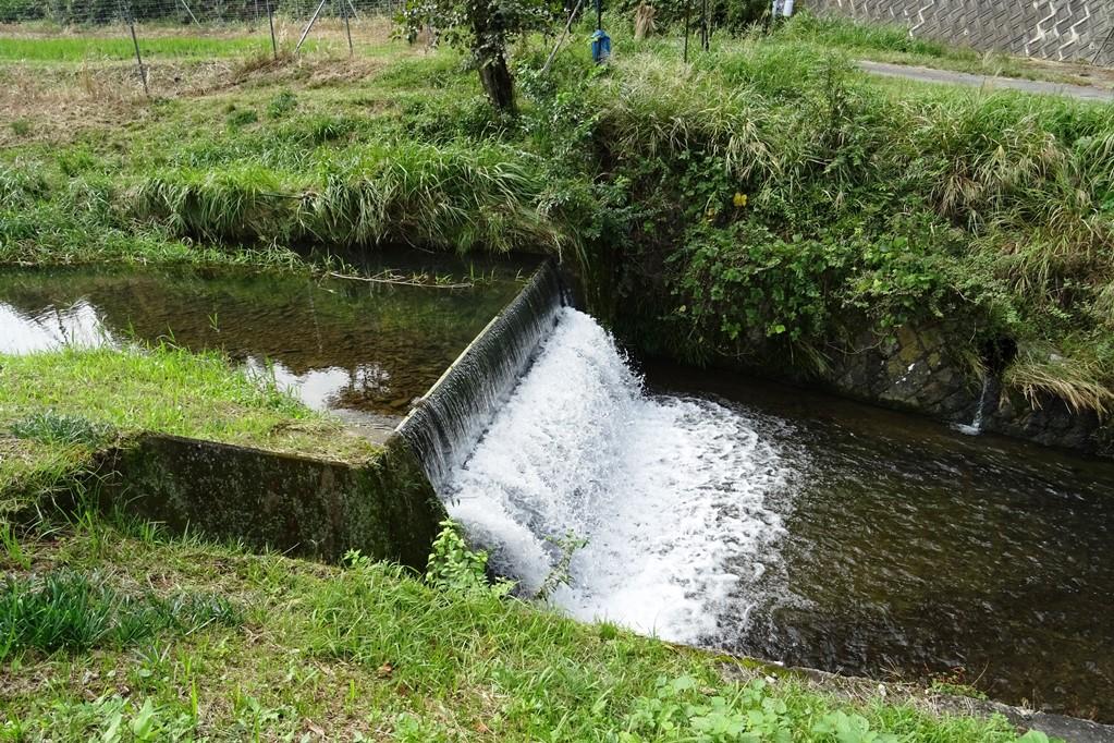 ゲンジボタルを育む鳥川