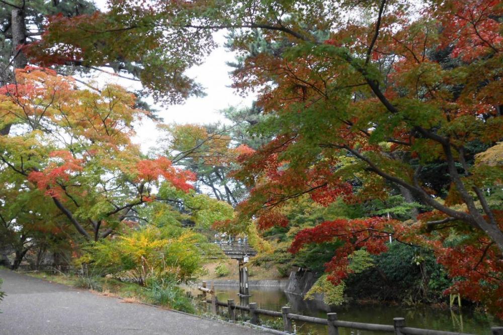 ひょうたん池、観月橋のあたりは今年も魅せてくれそうです。