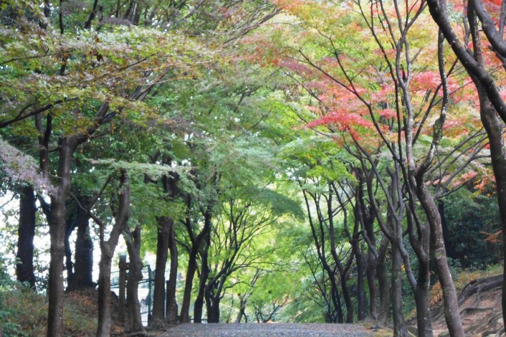 池から離れると緑率が高いかな。