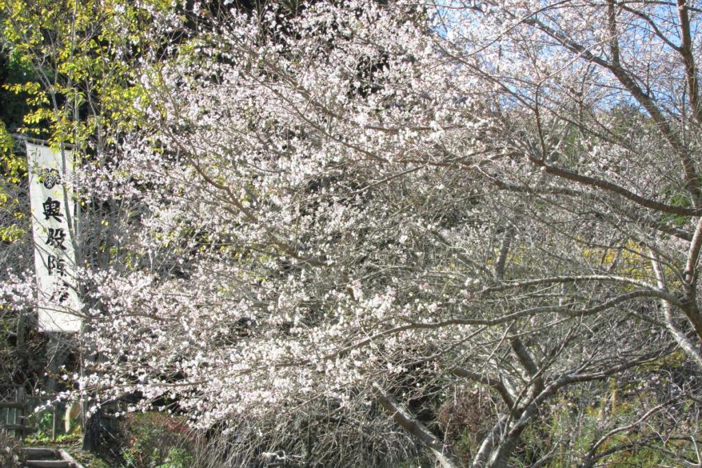 四季桜の遠目からのショットです