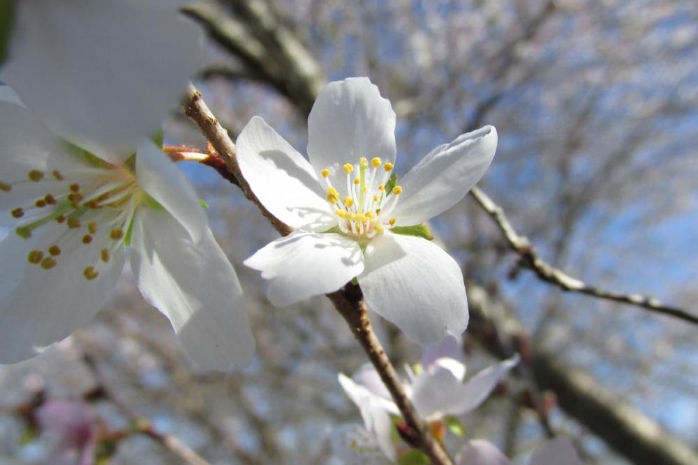 綺麗な花です