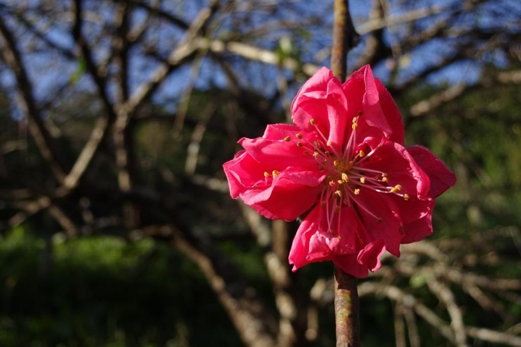 花桃がポツポツ咲いてます。