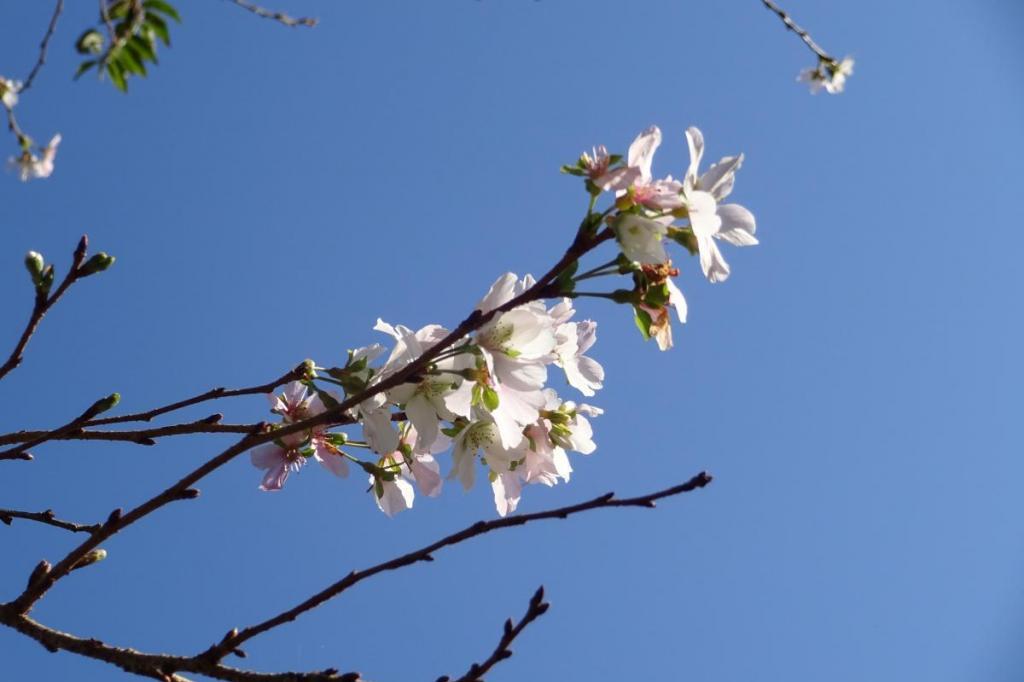 四季桜が咲き始めてます。かわいらしいお花ですよ。