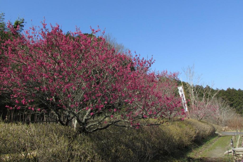 寒緋桜です。