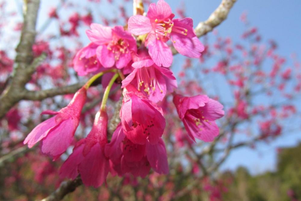 色が鮮やかなお花です。