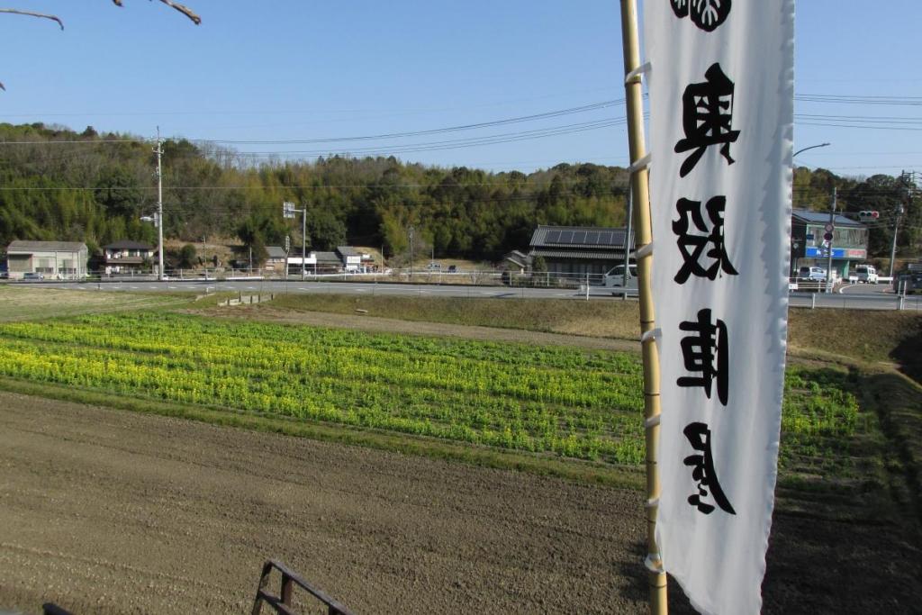 菜花の全体風景