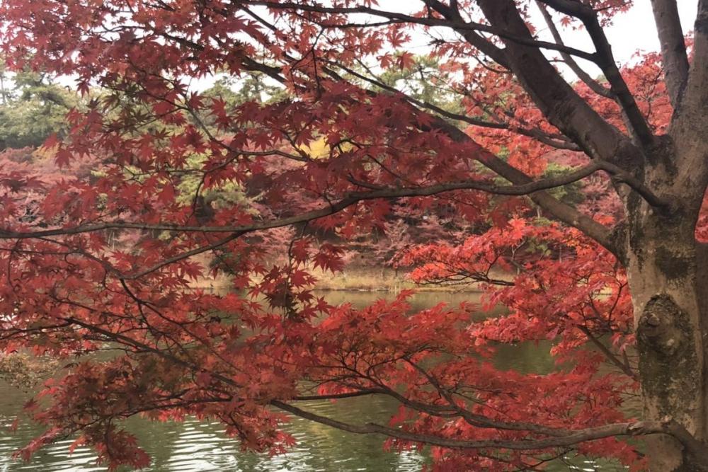 テレビ愛知 土曜なもんで で岡崎の紅葉が紹介されます 新着情報 岡崎おでかけナビ 岡崎市観光協会公式サイト