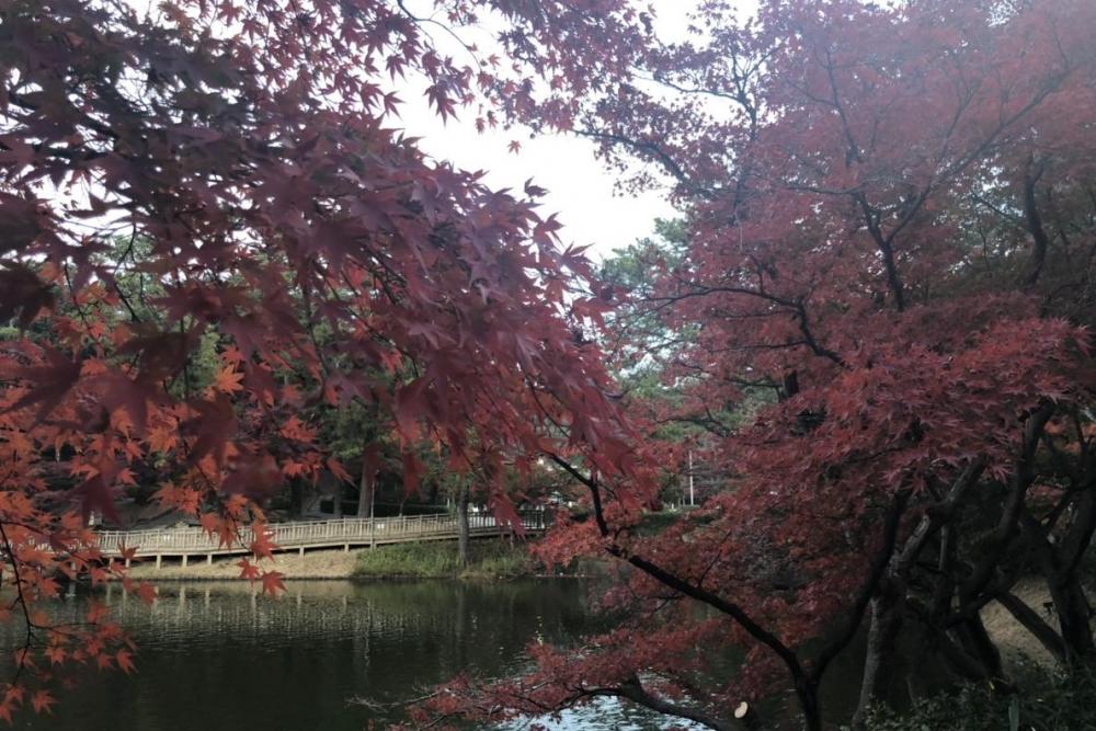 テレビ愛知 土曜なもんで で岡崎の紅葉が紹介されます 新着情報 岡崎おでかけナビ 岡崎市観光協会公式サイト