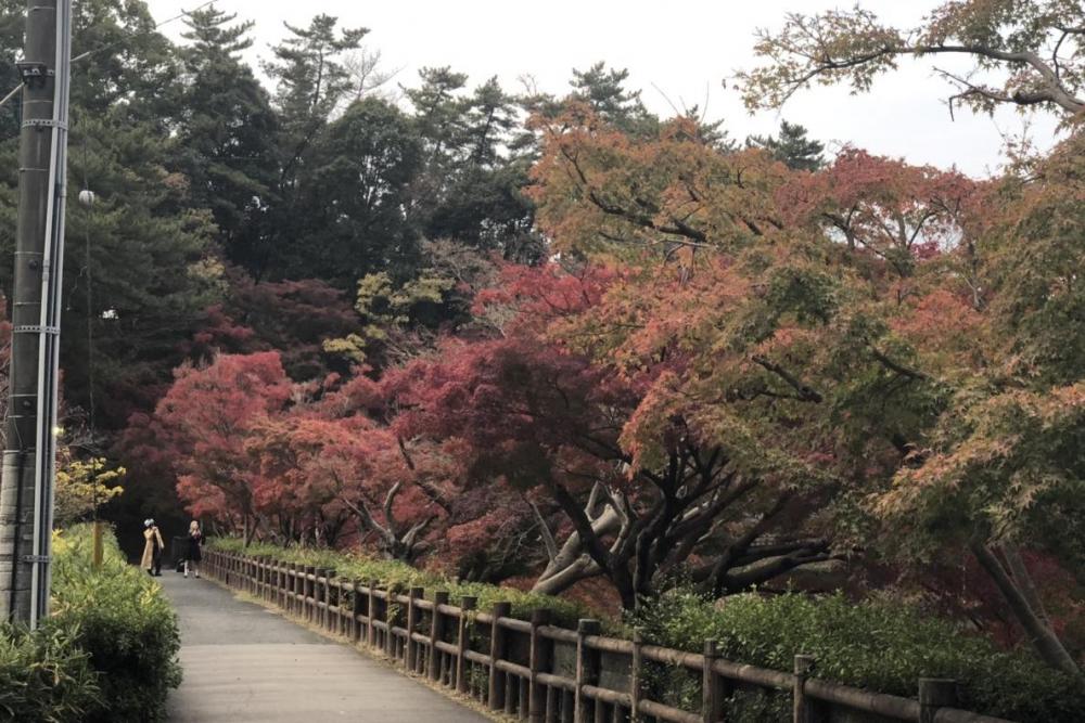 テレビ愛知 土曜なもんで で岡崎の紅葉が紹介されます 新着情報 岡崎おでかけナビ 岡崎市観光協会公式サイト