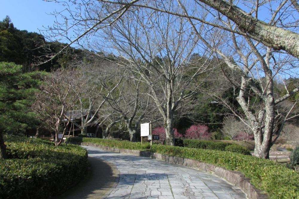 桜　例年より遅い気がします・・・