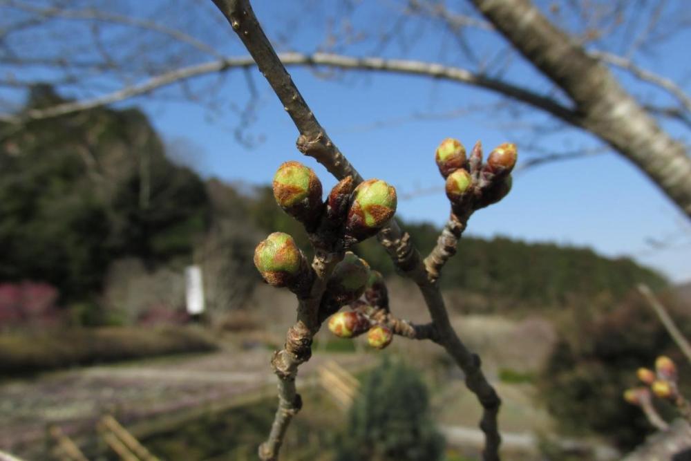 桜のつぼみがわかるようになりました(笑)