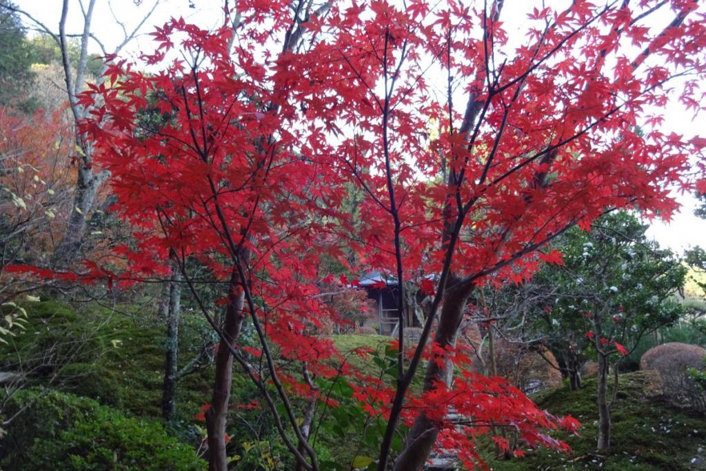 真っ赤な紅葉