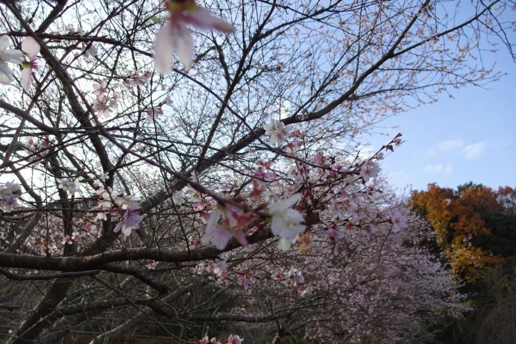 四季桜も満開見頃です。