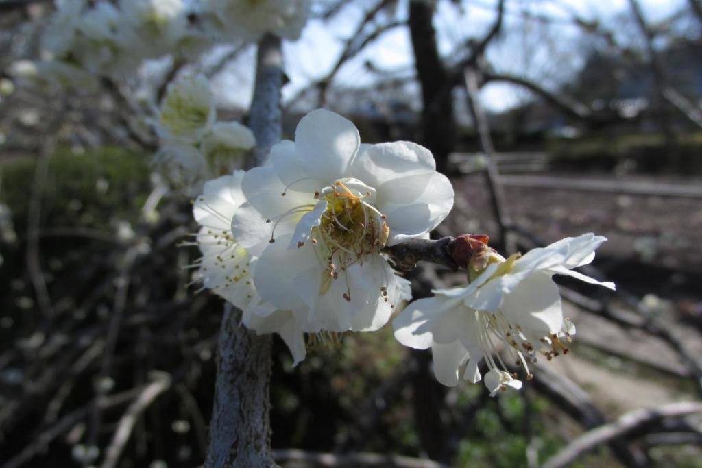 梅の花は、ラストを迎えています。