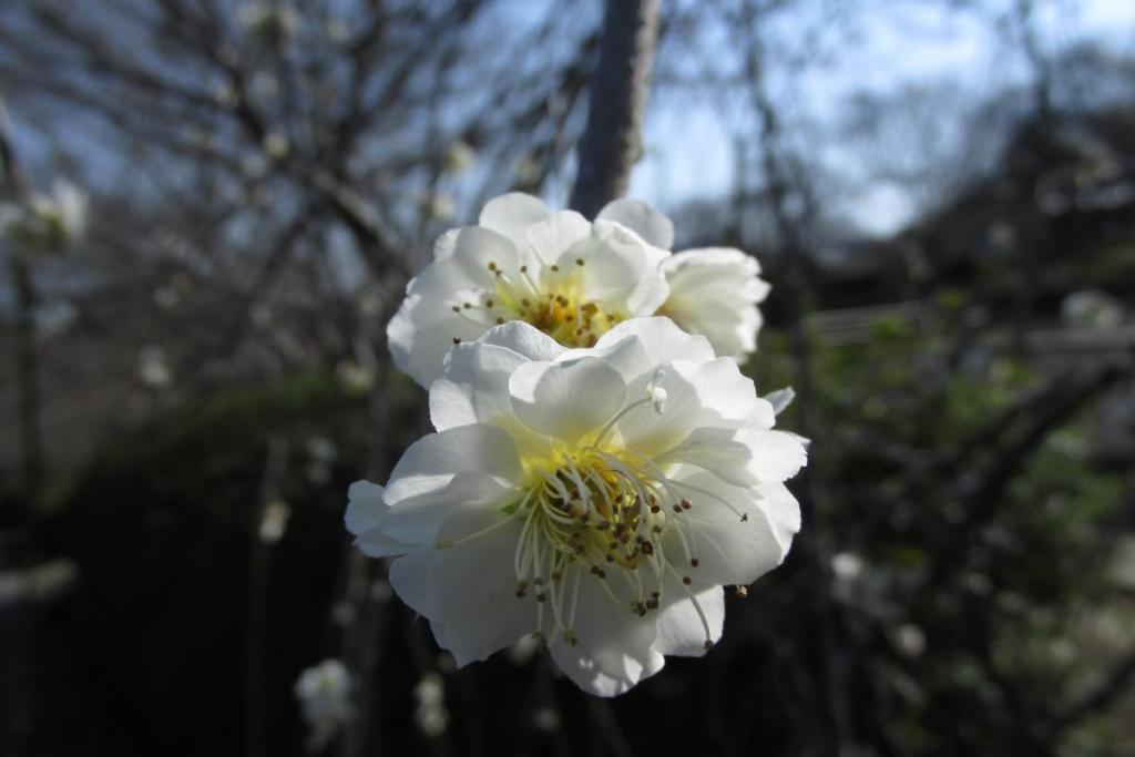 最後の一花という感じで頑張っています！