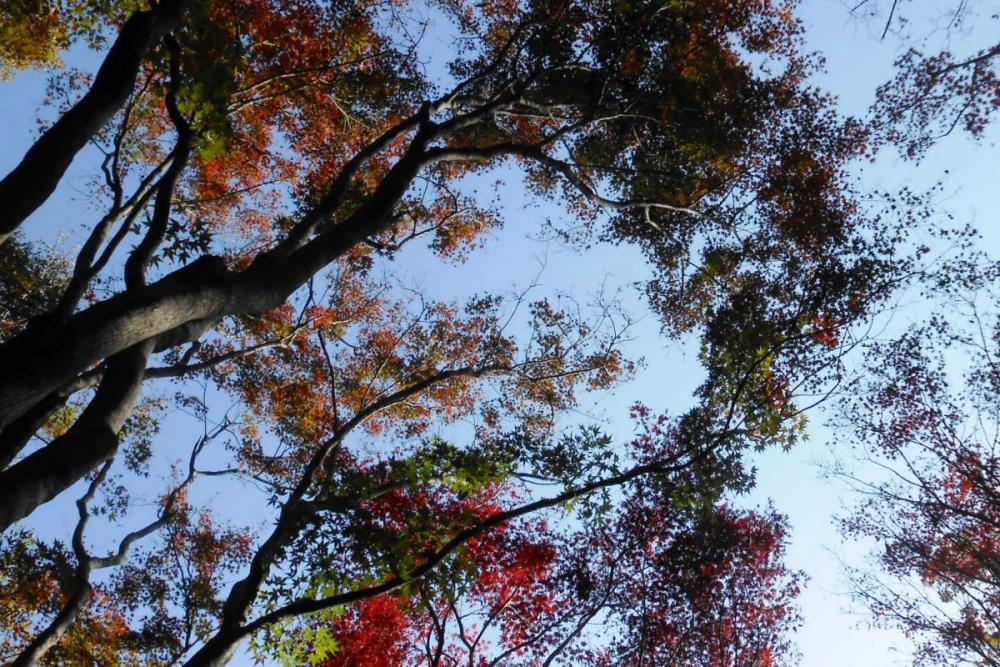 空を見上げながら歩くのは気持ちがいいですね。