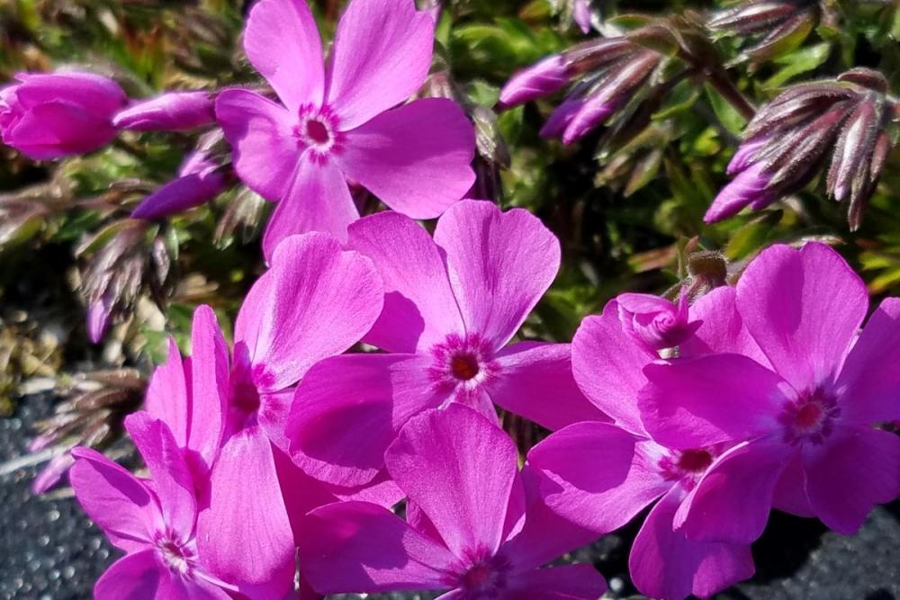 芝桜