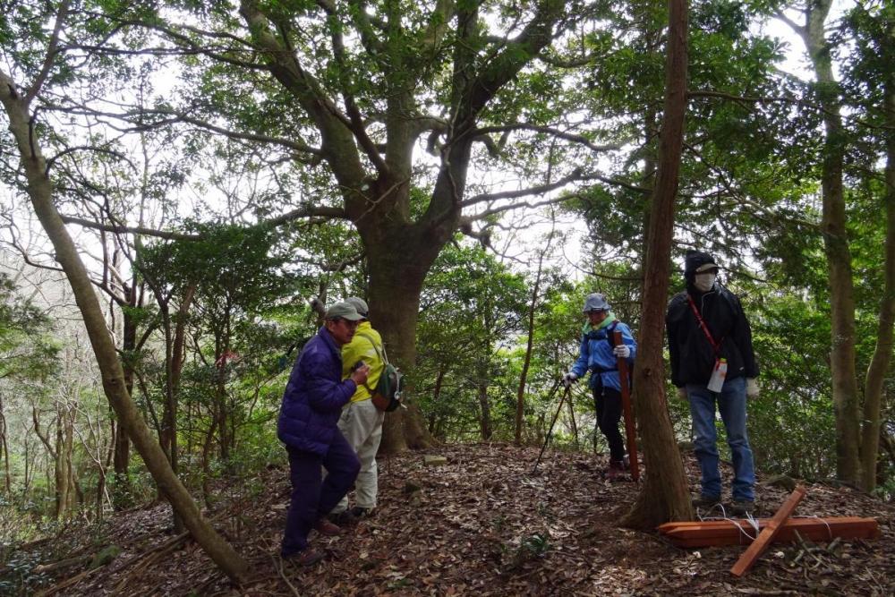 森ヶ嶺山頂には大きなタブノキが立っています