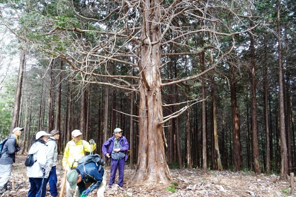 立派な枝ぶりの仙人檜（ひのき）