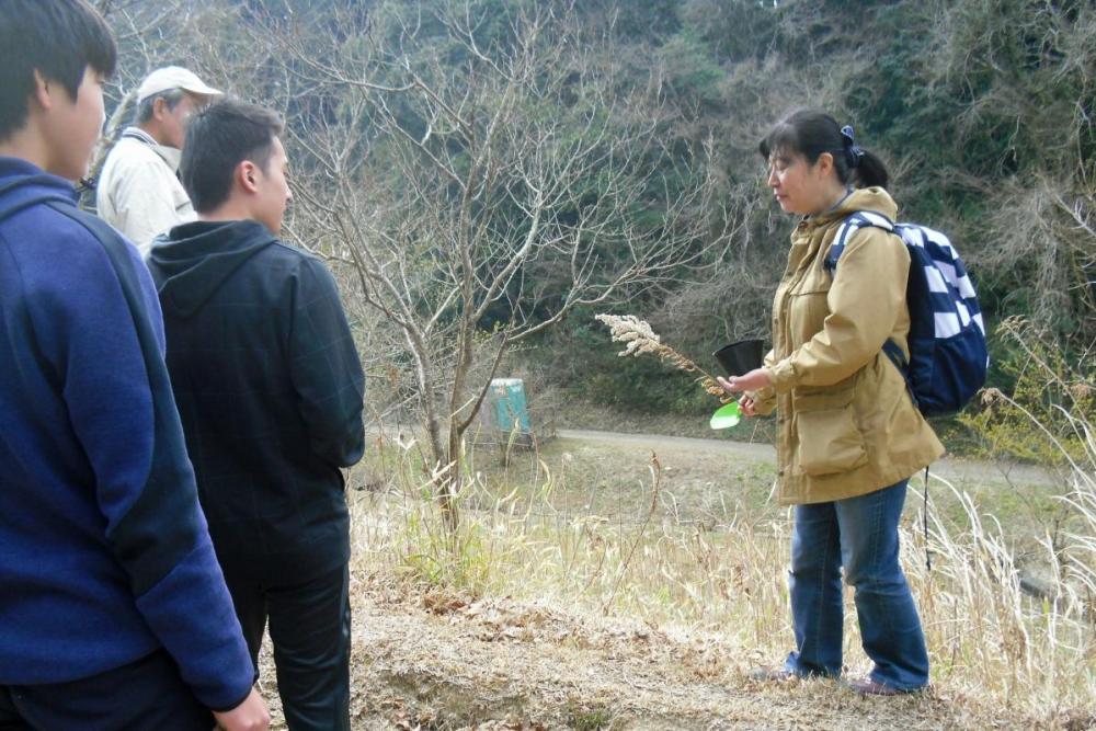 繁殖力が強い「セイタカアワダチソウ」は脅威