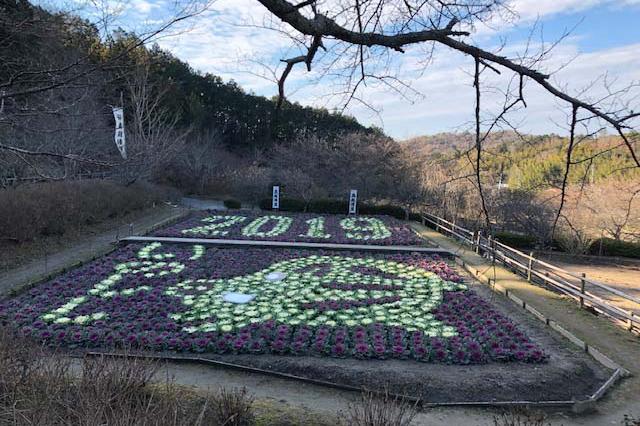 葉牡丹で干支「いのしし」もまだまだ見ごろです！