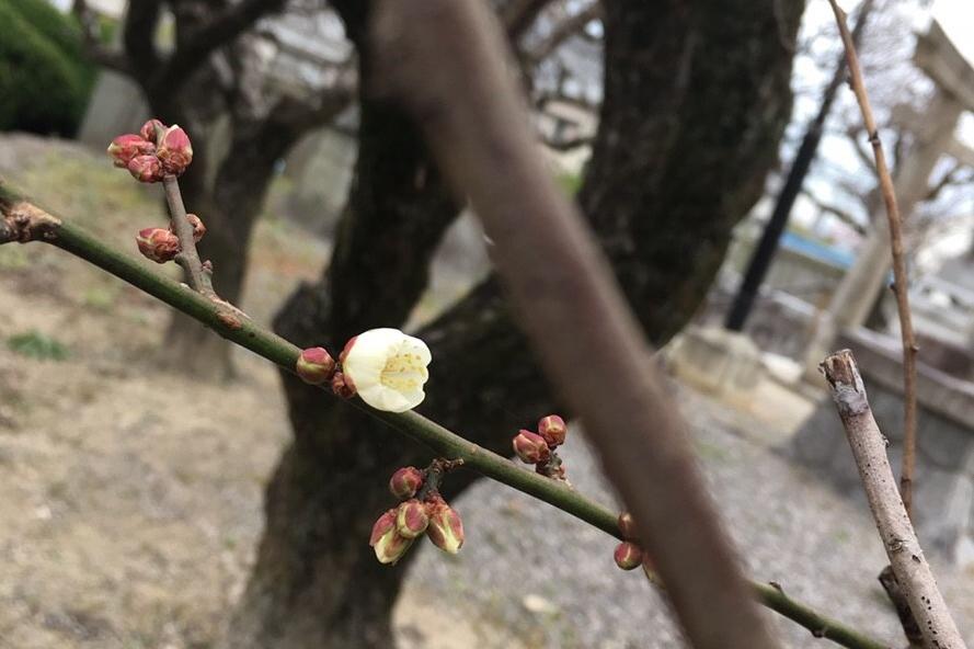 小さく咲き始めていました！