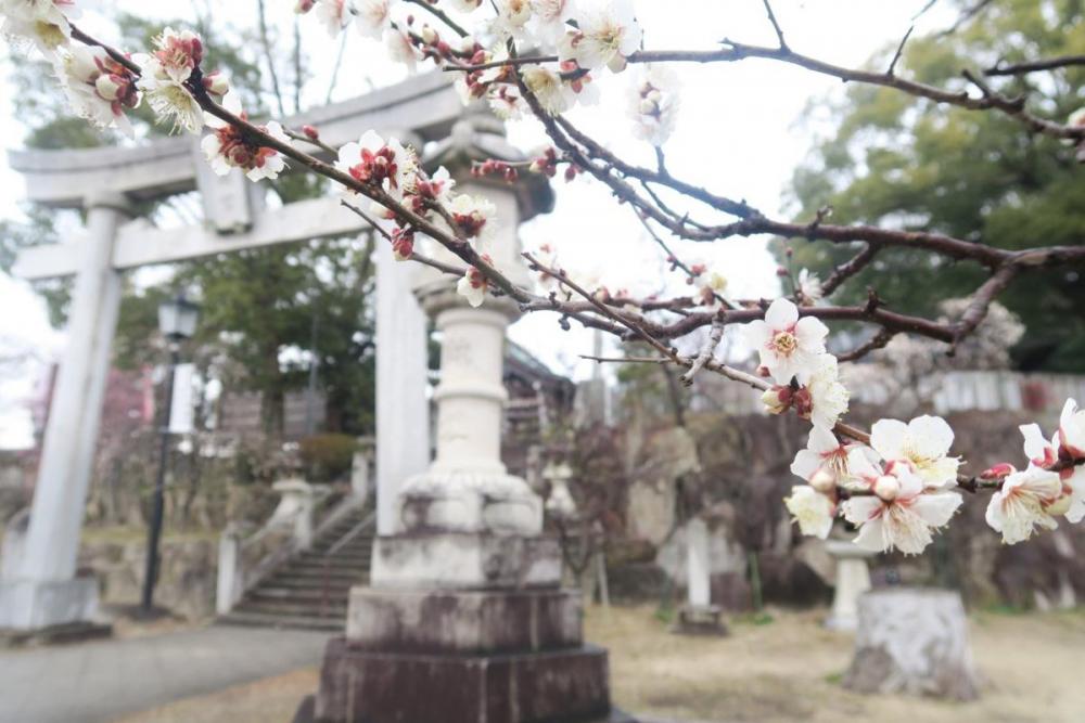 ２月にはこのように見ごろになります