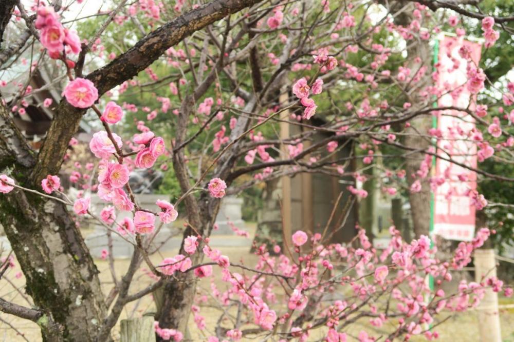 ２月にはこのように見ごろになります