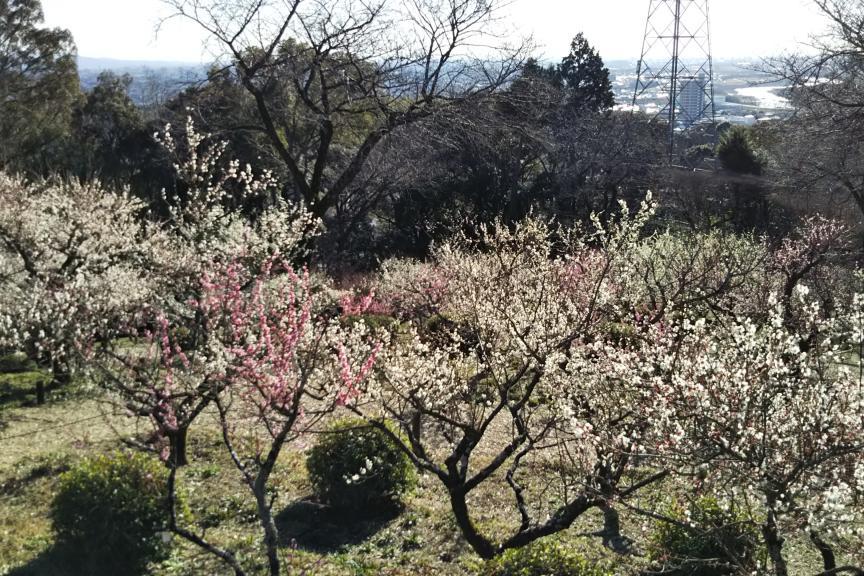 ２月には見頃になります