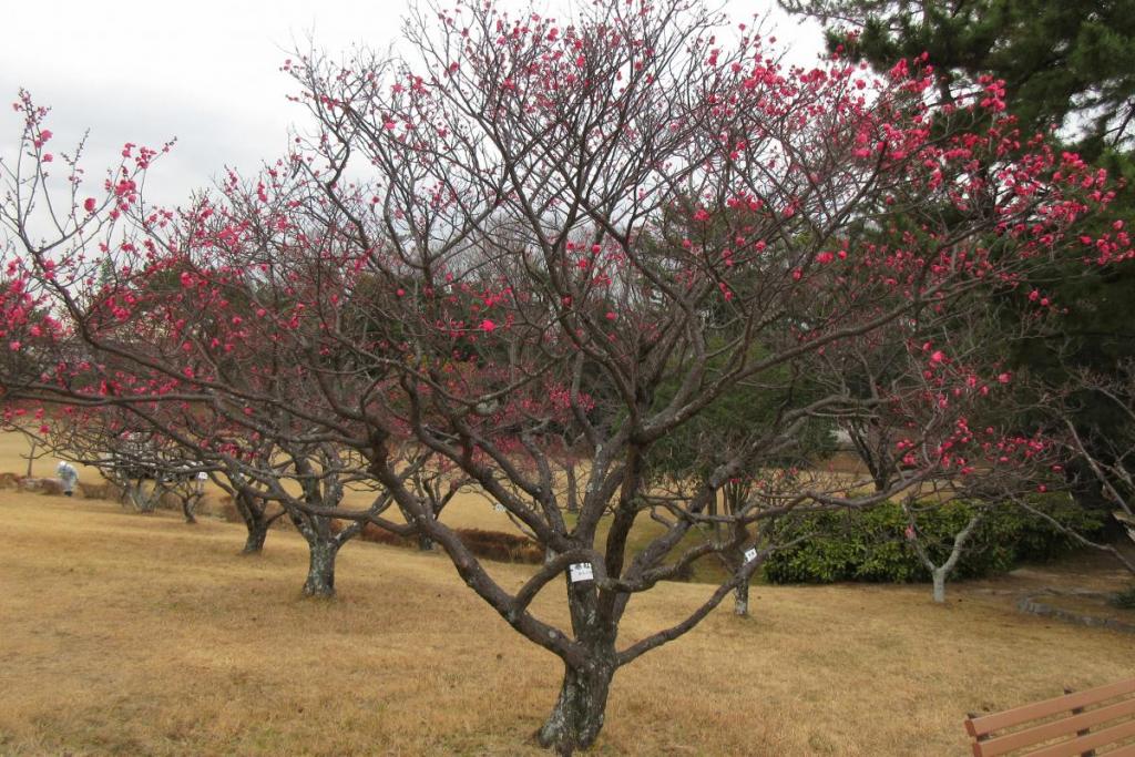 紅梅全体