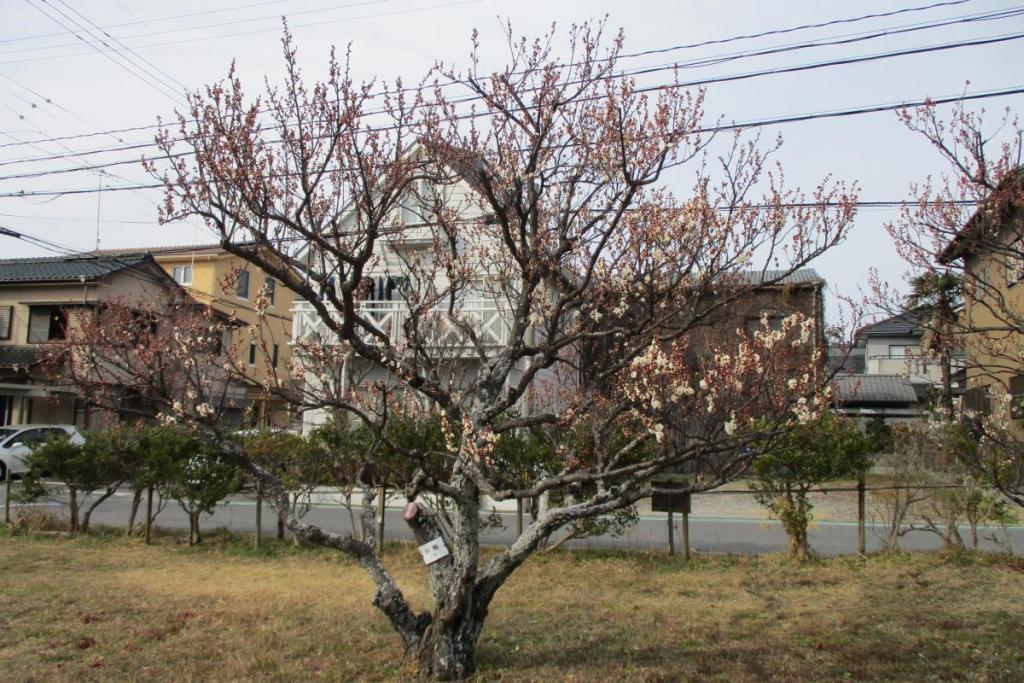 白梅全体
