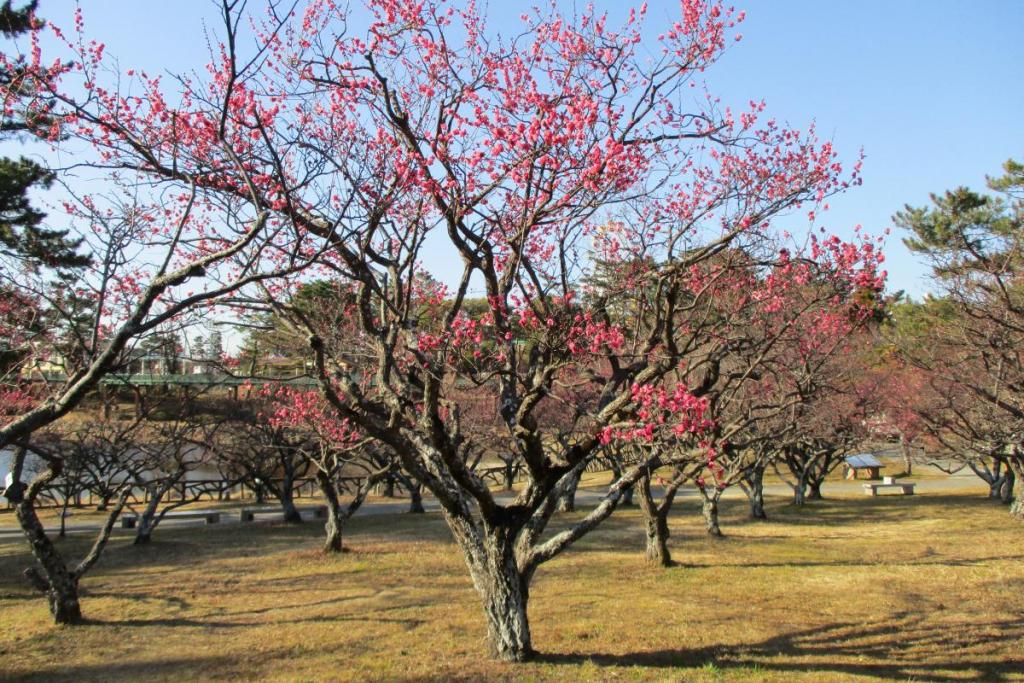 紅梅全体