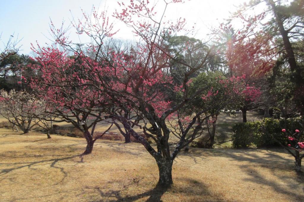 紅梅全体