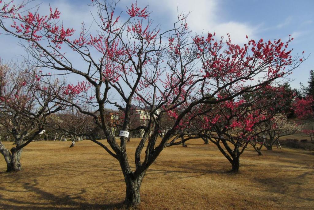 紅梅全体