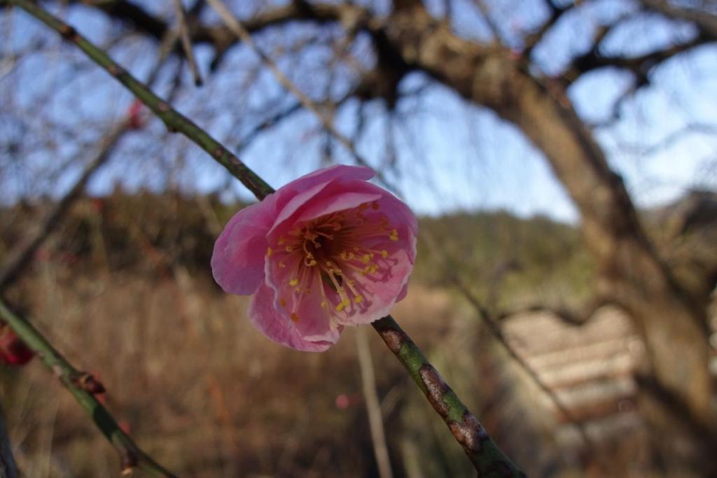 早めに咲いた梅は小さめ