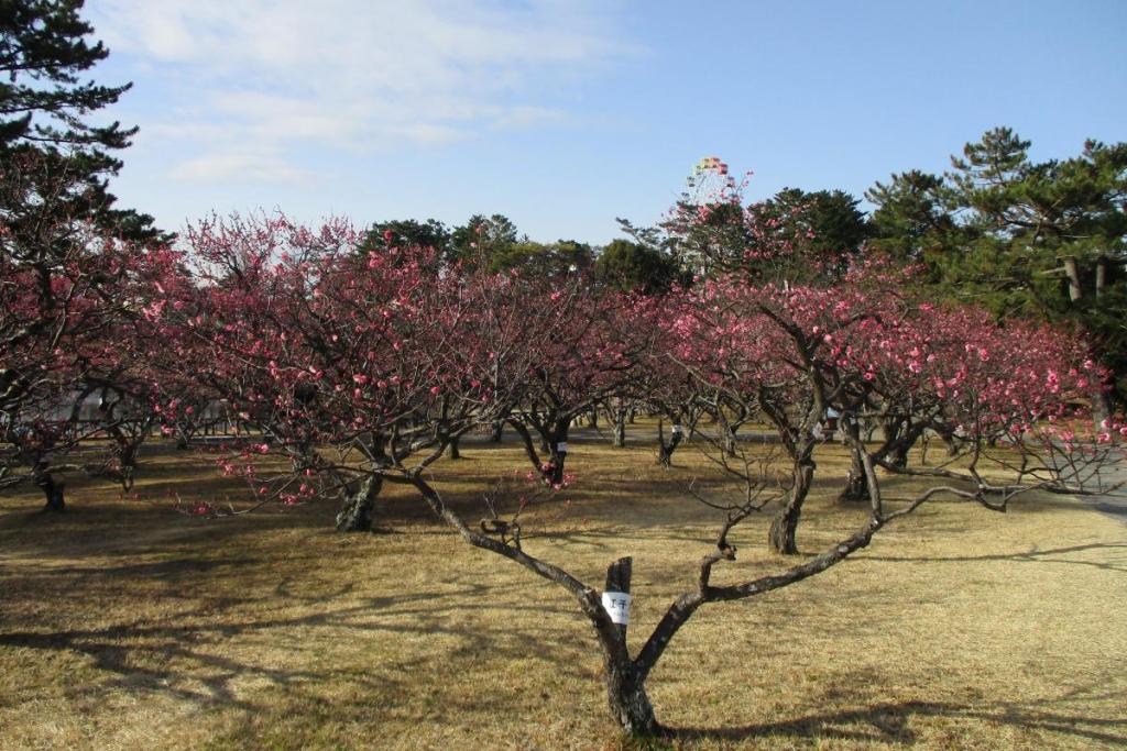 全景2