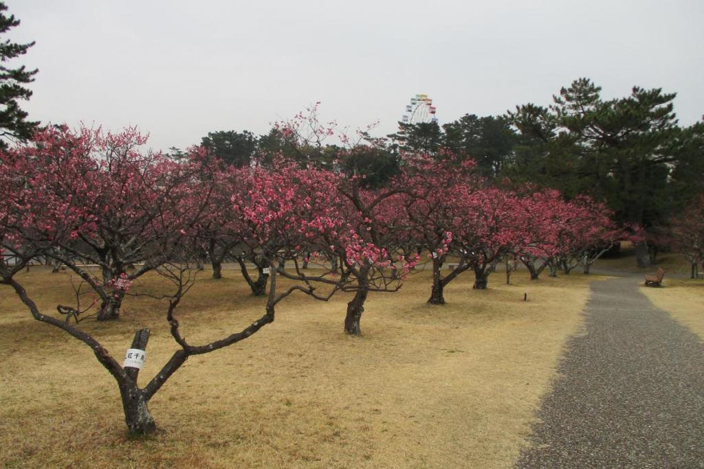 全景2
