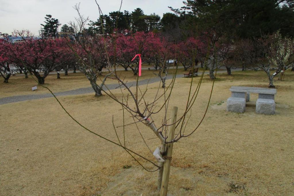 思いのまま全体