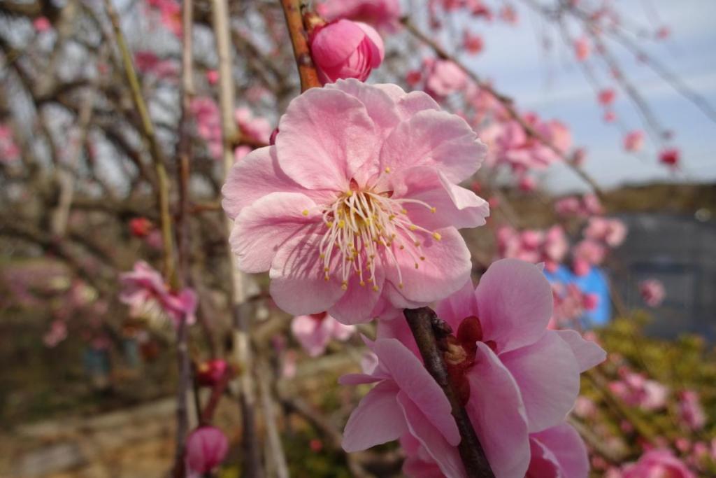 ピンクの花はとてもかわいらしいです。