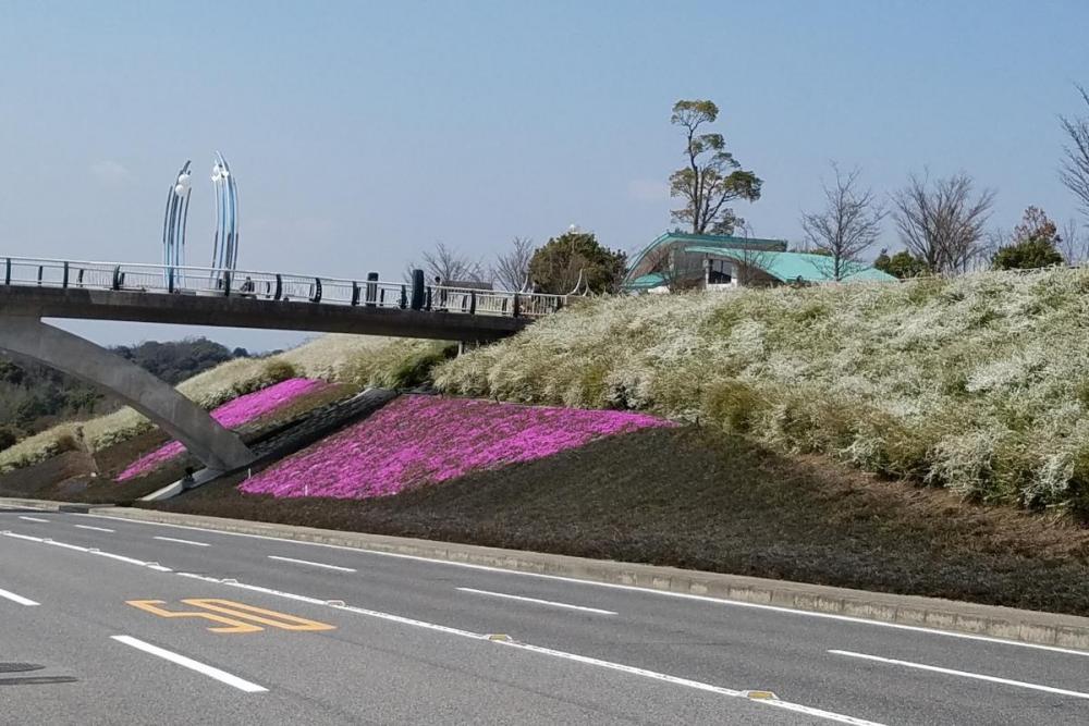 ユキヤナギとシバザクラ