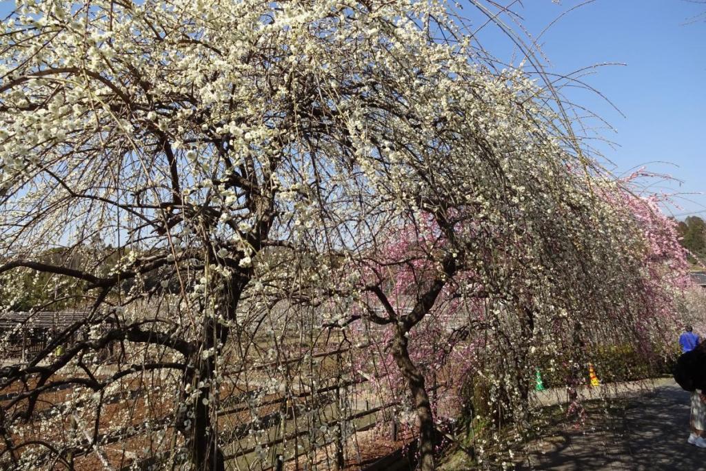 梅の花満開！見ごろです！！