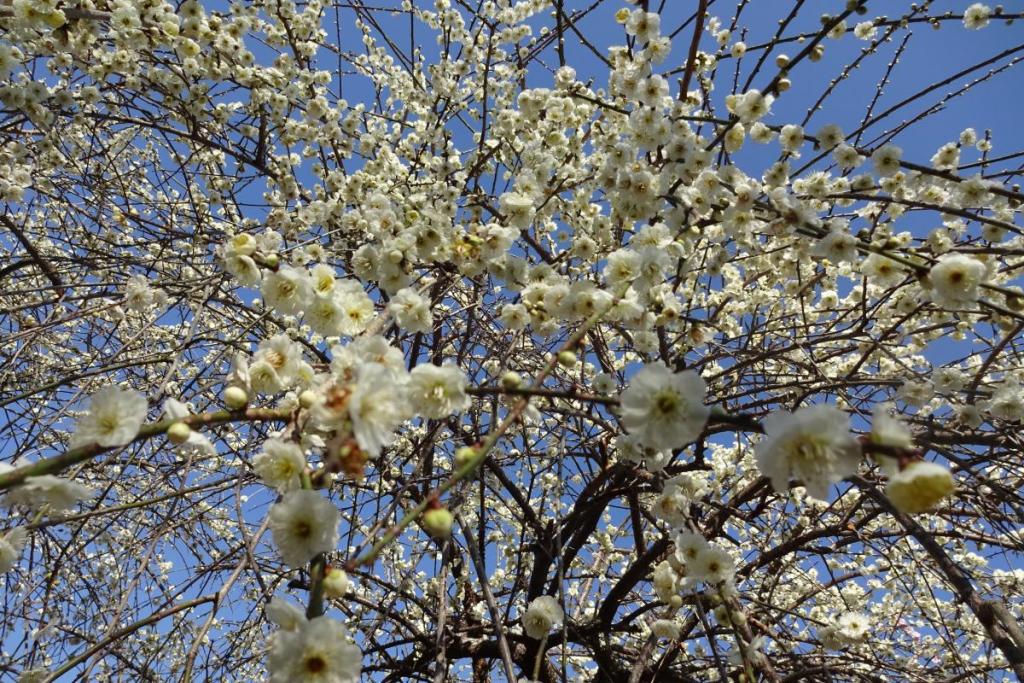 青空に映える白の梅の花！